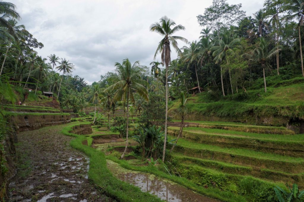 Rýžové terasy Tellelang Bali