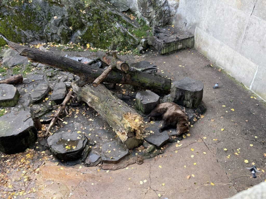 Medvědí příkop v Českém Krumlově